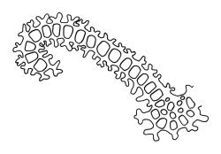 Orthotrichum rupestre var. papillosum, cross-section of upper laminal cells including costa.
 Image: R.C. Wagstaff © All rights reserved. Redrawn with permission from Lewinsky (1984). 